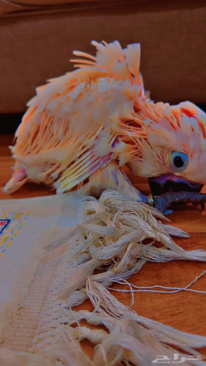 فرخ كوكاتو ملوكان غر حجم خيالي تم البيع 4