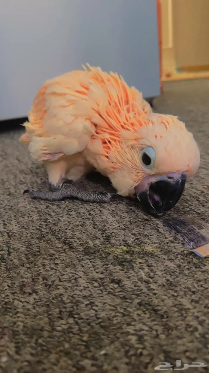 فرخ كوكاتو ملوكان غر حجم خيالي تم البيع 3