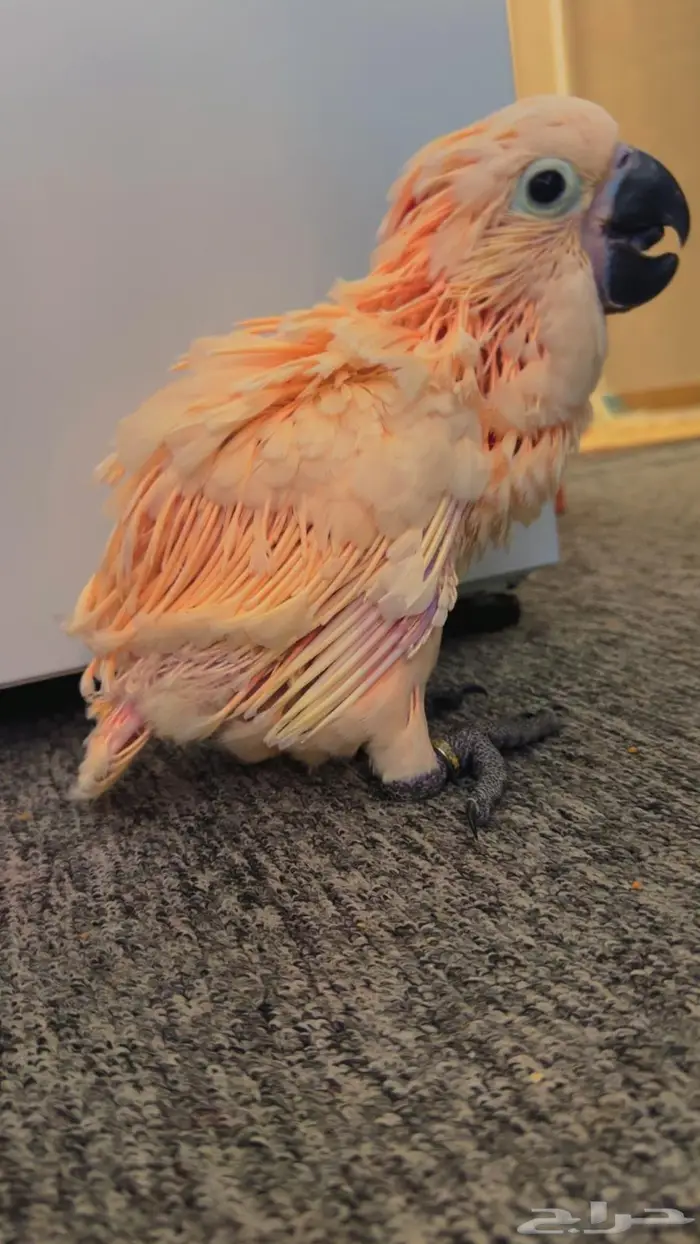 فرخ كوكاتو ملوكان غر حجم خيالي تم البيع 2