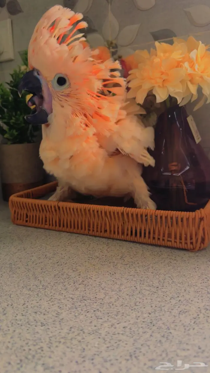 فرخ كوكاتو ملوكان غر حجم خيالي تم البيع 0