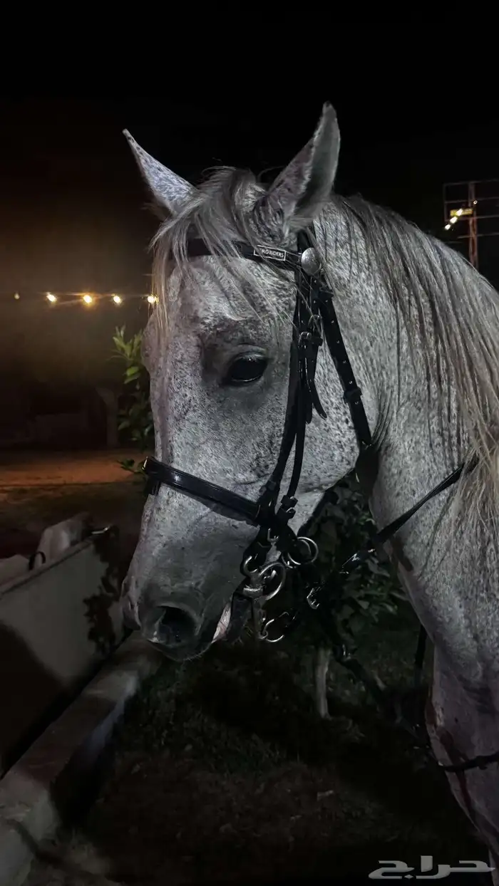 خيول للبيع 13