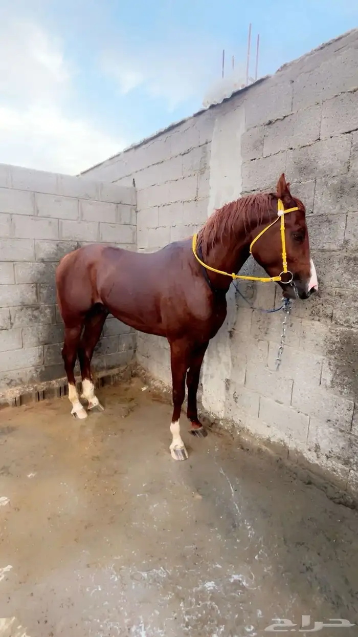 حصان شعبي 3