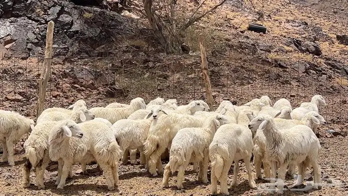 رخال حرش صنف حريه 2