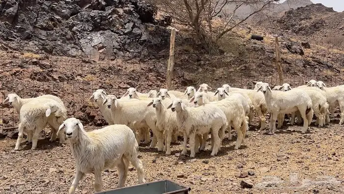 رخال حرش صنف حريه 4