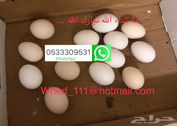 بيض بلدي عضوي عنيزة بدون ديوك 1
