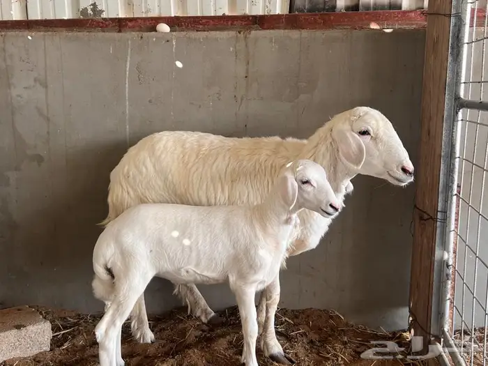 جذعه حريه رخل يتبعه رخل 1