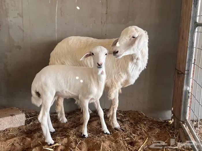 جذعه حريه رخل يتبعه رخل 0