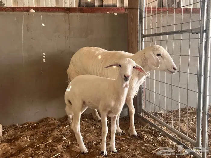 جذعه حريه رخل يتبعه رخل 3