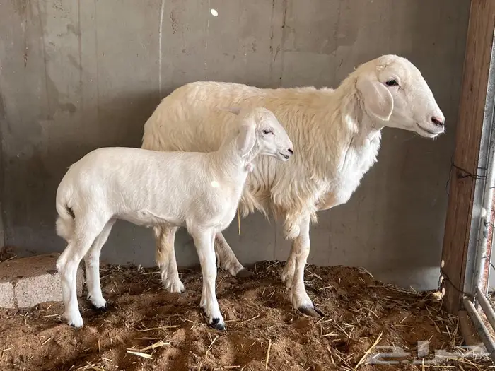 جذعه حريه رخل يتبعه رخل 7