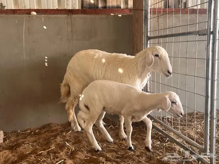 جذعه حريه رخل يتبعه رخل 4