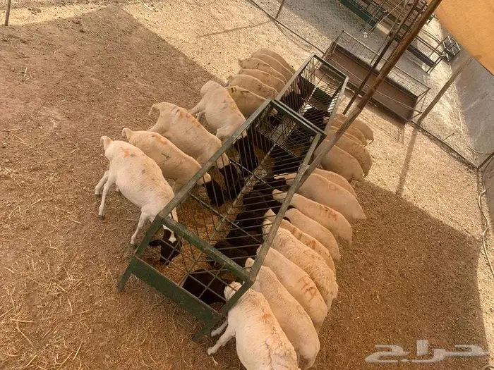 نعيمى 4