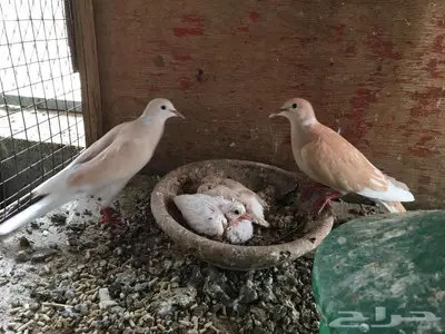 للبيع زوج ياكريم قمري 3