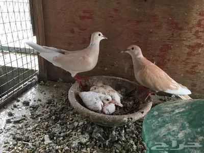 للبيع زوج ياكريم قمري 0