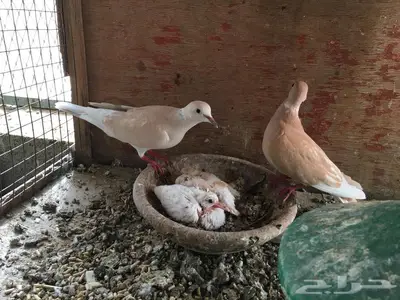 للبيع زوج ياكريم قمري 2