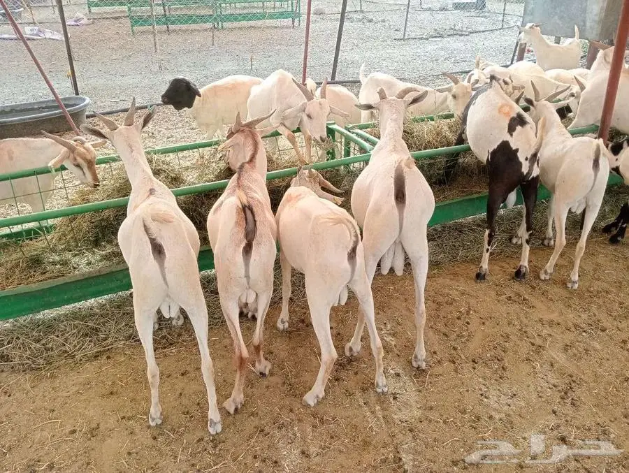 برابر و تيوس مرابي شهرين و نصف 6