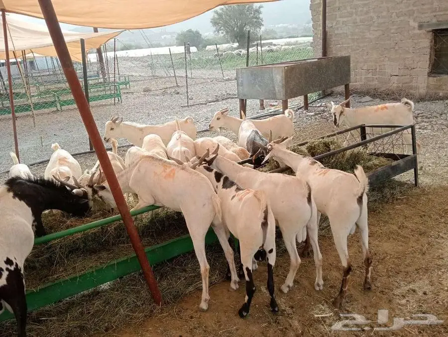 برابر و تيوس مرابي شهرين و نصف 3