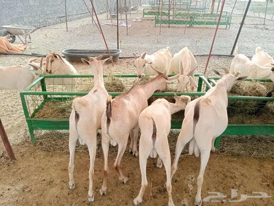 برابر و تيوس مرابي شهرين و نصف 2