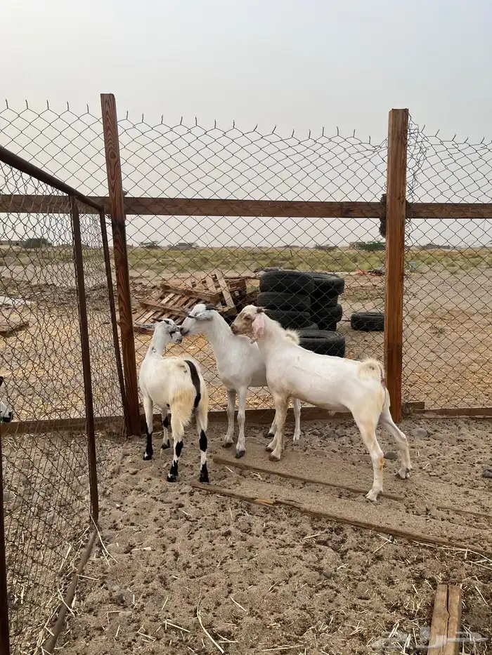 ذبايح للبيع تم البيع 1
