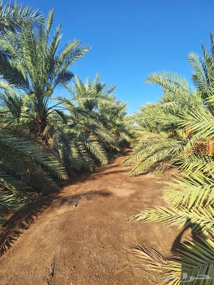 مزرعة للبيع في المليليح 0