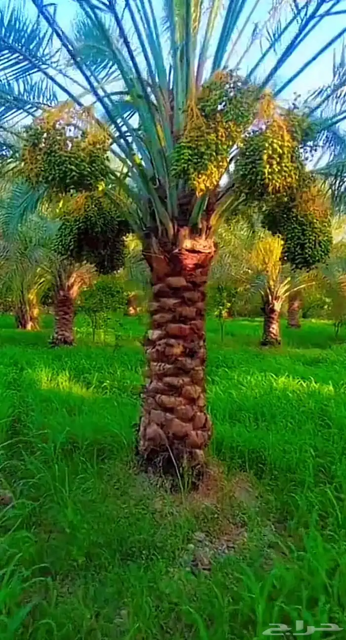 الرياض 0