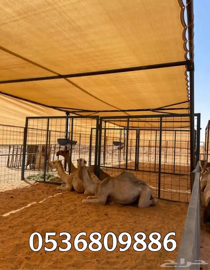 مظلات الابل او مظلات الحلال 5