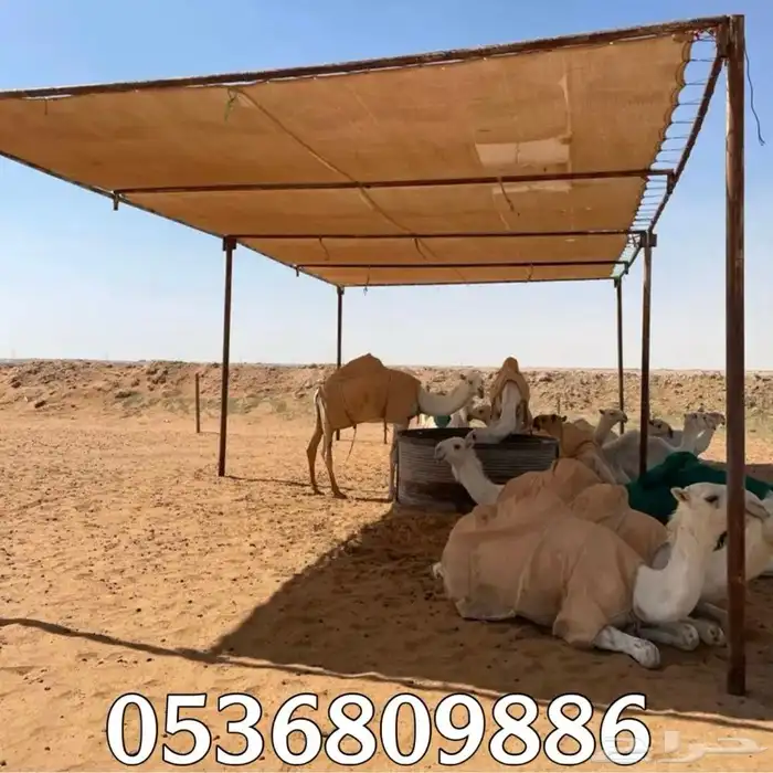 مظلات الابل او مظلات الحلال 13