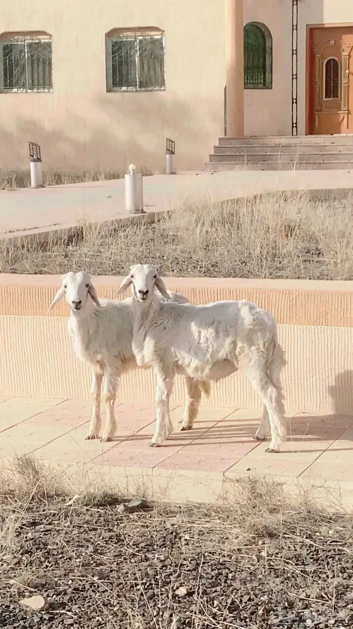 بهم كفو يعيد 1