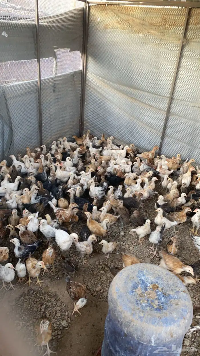 دجاج 2
