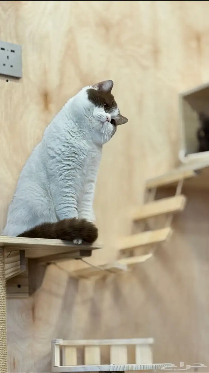 فرانسو في The 4 Paws فندقة تزاوج يتوفر دفع تمارا 0
