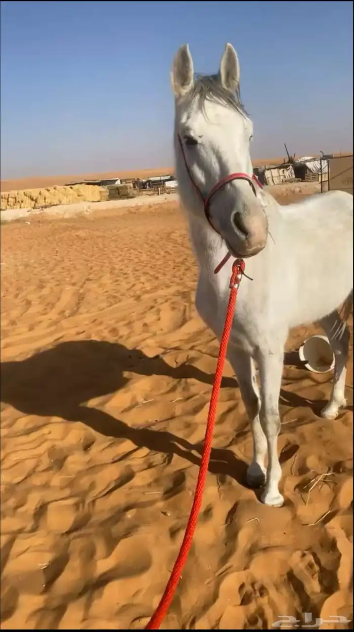 حصان شيخ للبيع سبوق الحصان كفوا سليم شرط 3