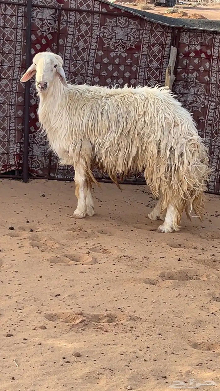 خروف فحل 4