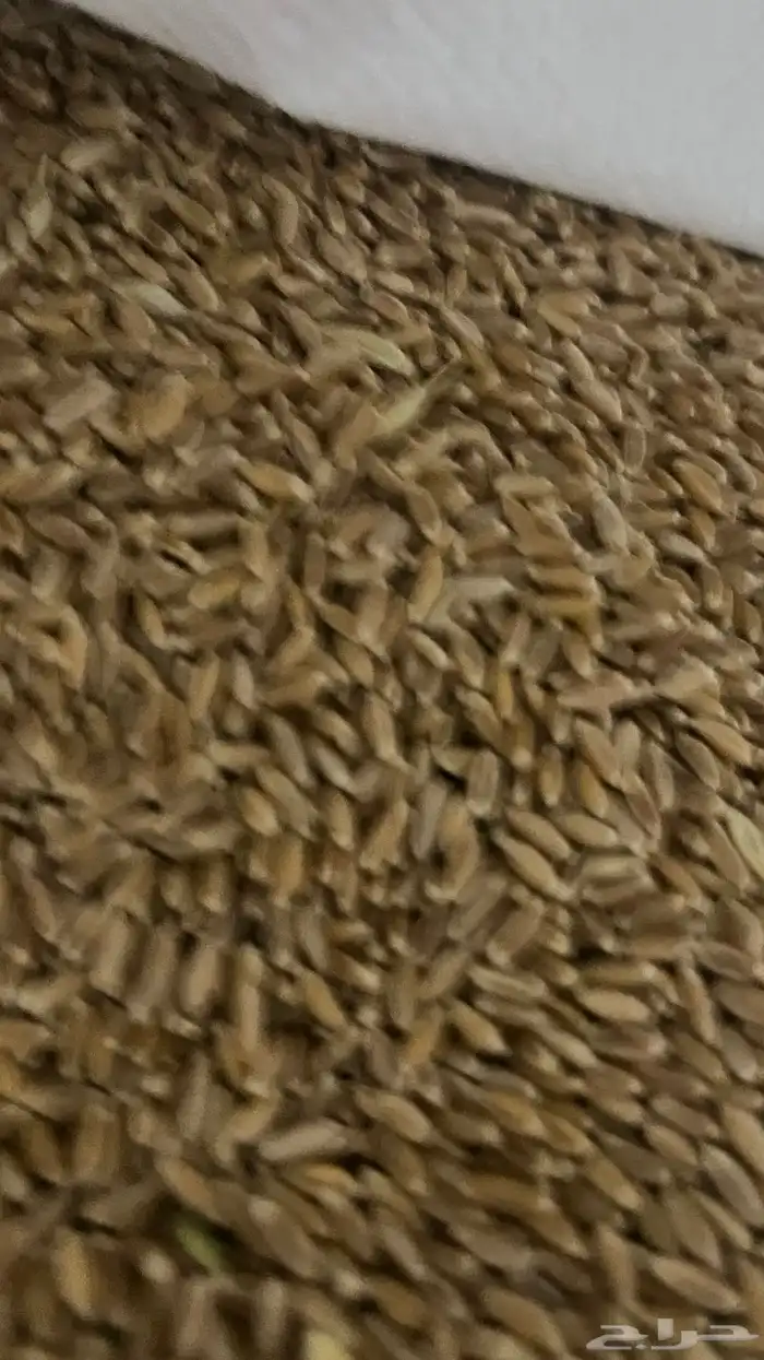 شعير صفوه 4