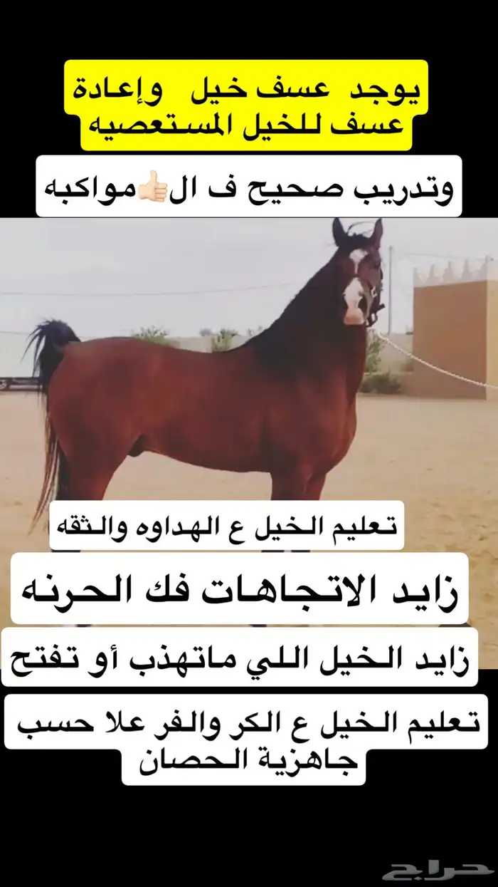 عسف خيل عسف صحيح 0
