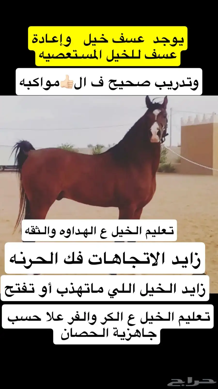 عسف خيل عسف صحيح 0