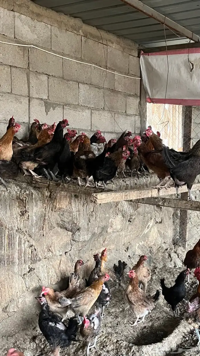 جاج بلدي 3