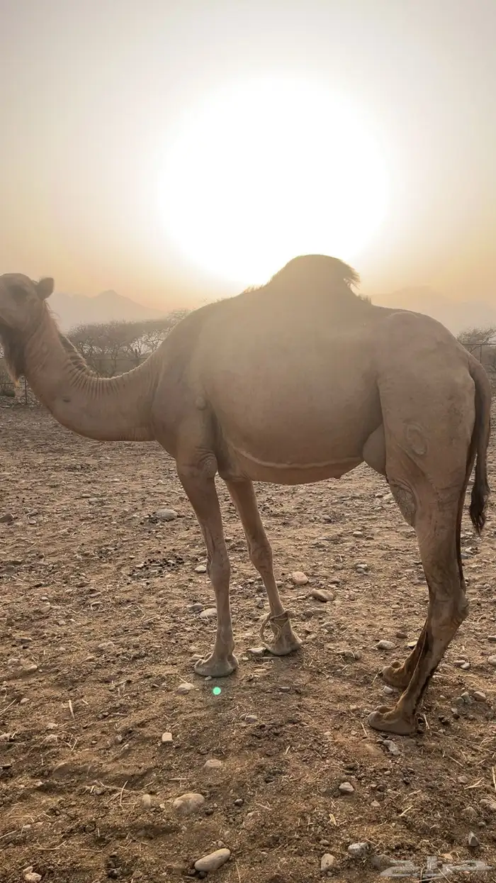 ناقة للبيع 1