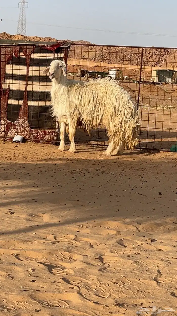 خروف فحل 1
