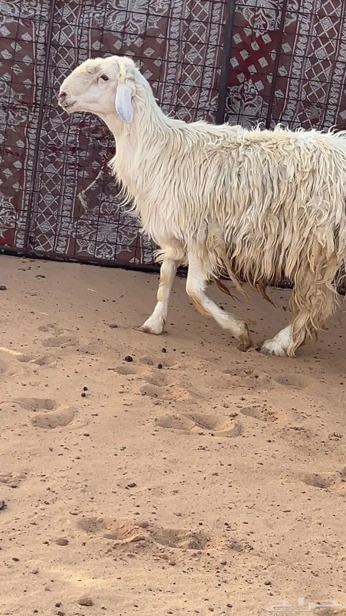 خروف فحل 5