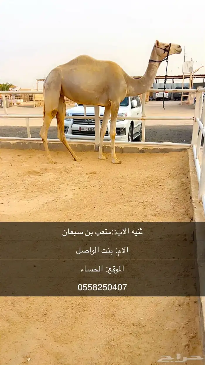 ثنيه للبيع 0