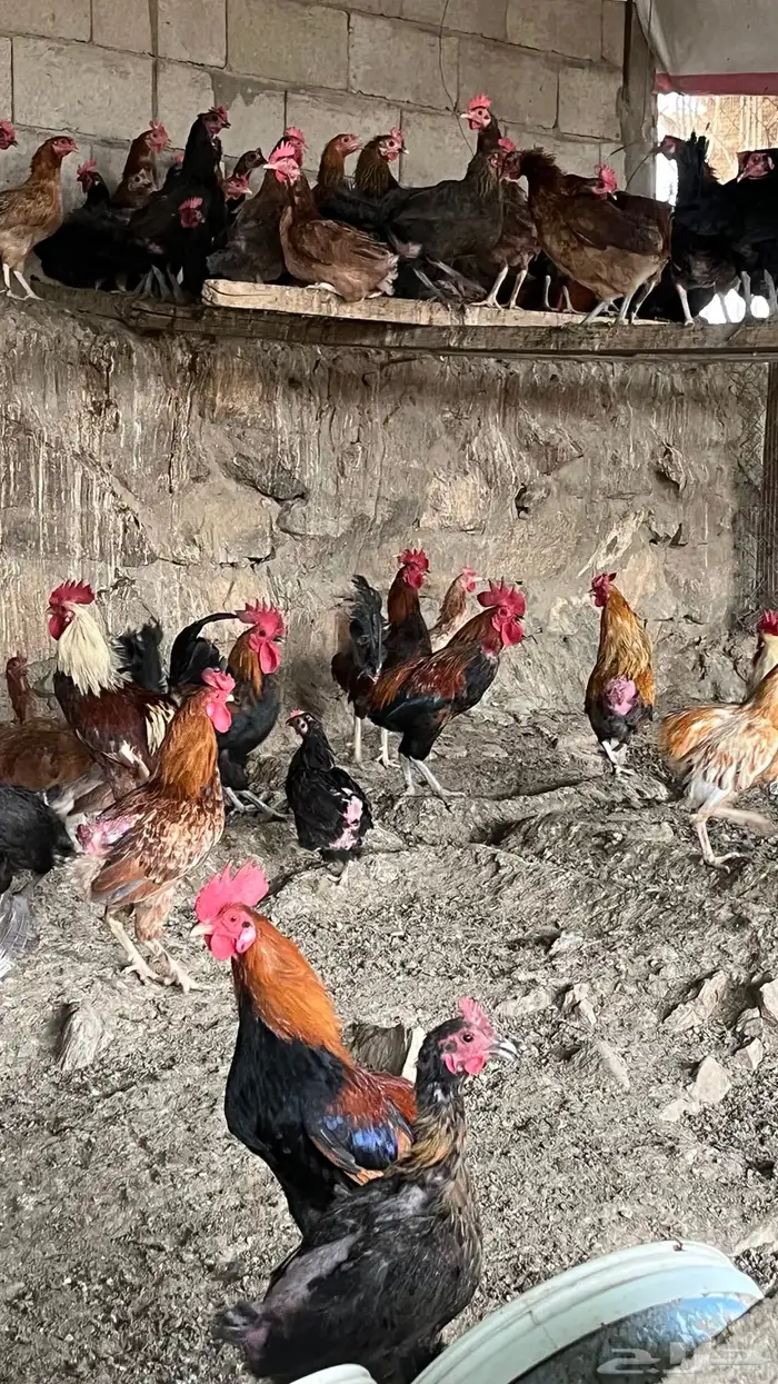 جاج بلدي 1