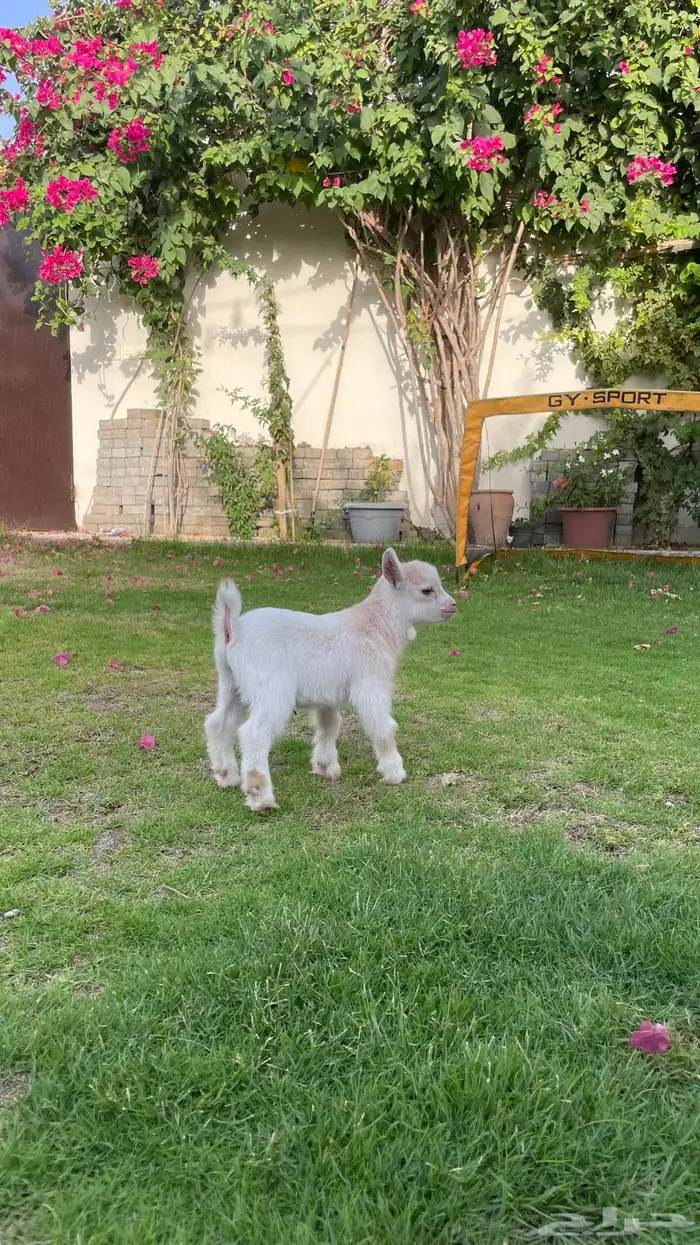 ماعز قزم 1