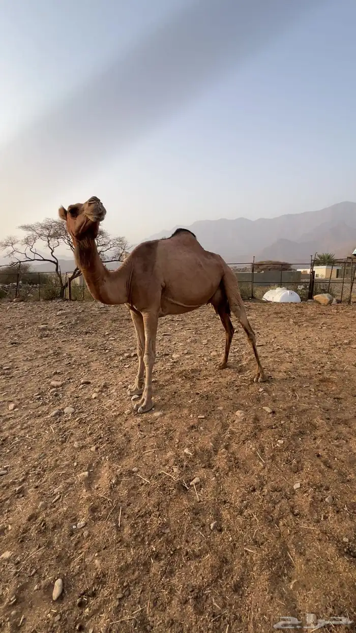 ناقة للبيع 0