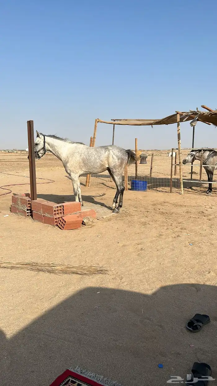 حصان مهر شعبي 4
