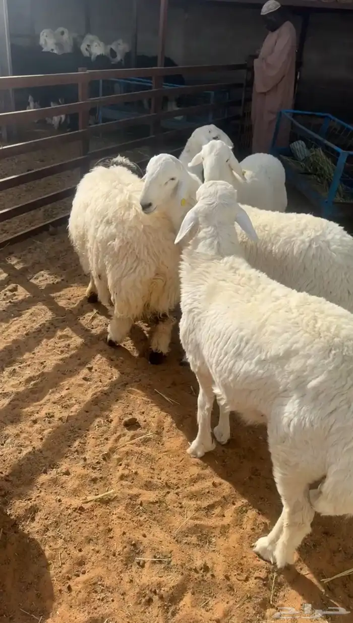 بيع اغنام وتقسيط تابي وتمارا 1