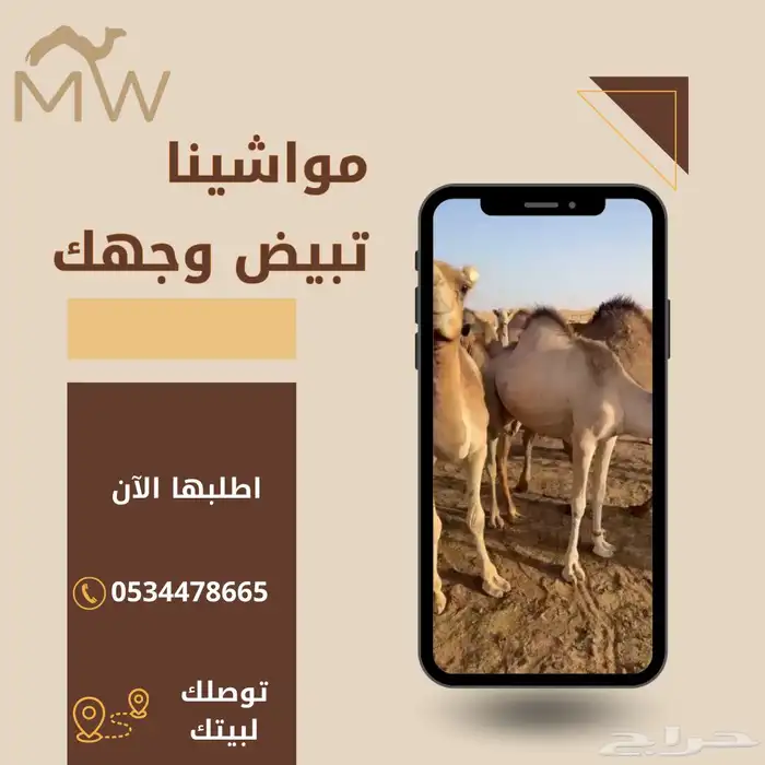 مواشينا لاستيراد وبيع الابل والاغنام 0