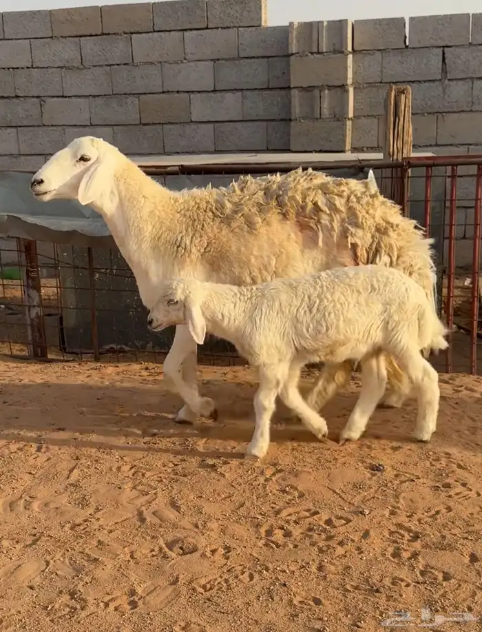شاه خلفه صنف الصنف حرشاء وجريم خصم(( تمم البيعع )) 0