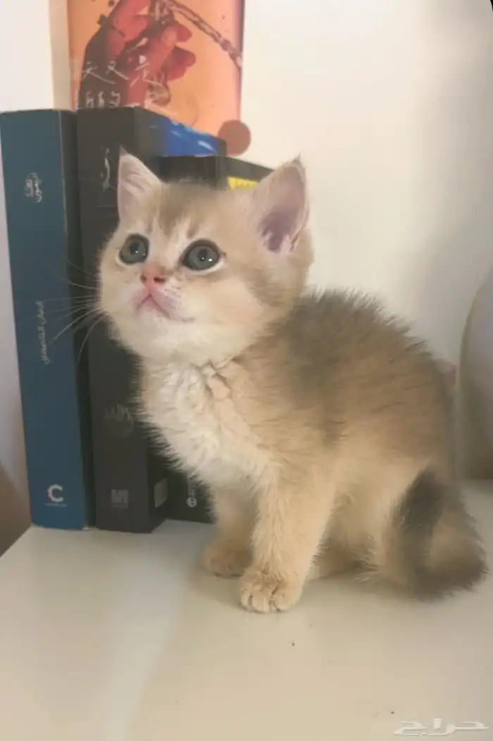 3 قطط سكوتش بيوور للبيع 1