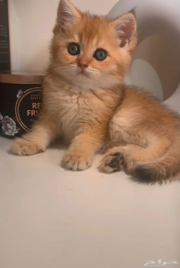 أنثى سكوتش ستريت NY25 1