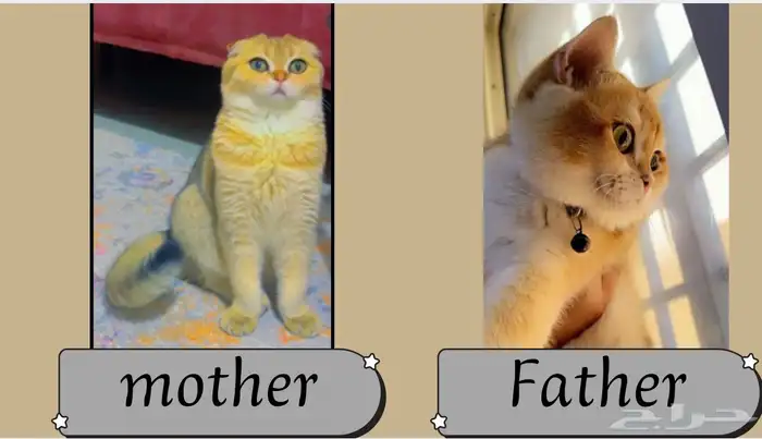 3 قطط سكوتش بيوور للبيع 3