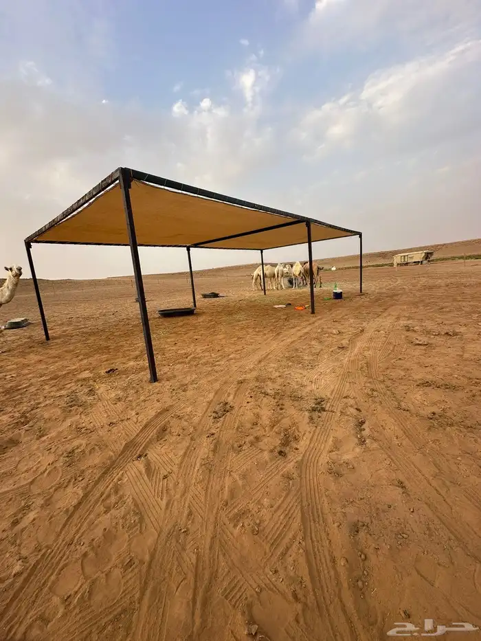 مضلات ابل مضلات حلال 5